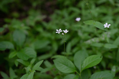 Cerastium pauciflorum
