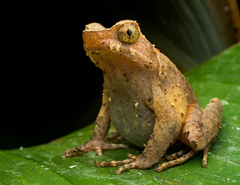 Concave-crowned Horned Toad