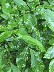 Phylloxera rimosalis