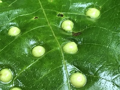 Phylloxera rimosalis