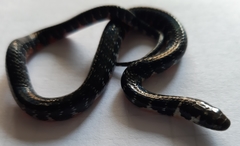 Erythrolamprus taeniogaster