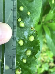 Phylloxera rimosalis