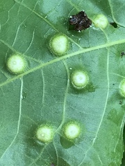 Phylloxera rimosalis