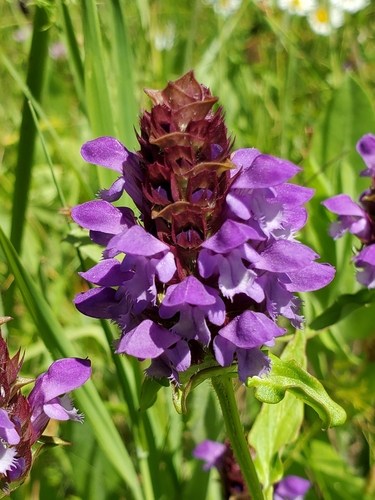 Prunella vulgaris