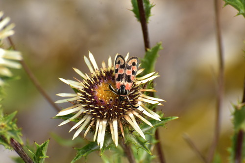 Chalk Burnet, Bayern, DE, photo 7 of 10