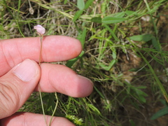 Strophostyles leiosperma