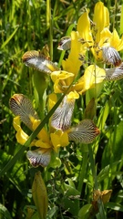 Iris variegata