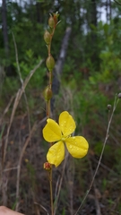 Ludwigia virgata
