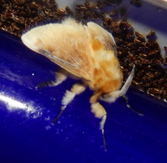 Zygaenoidea