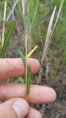 Ludwigia virgata