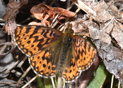 Boloria freija