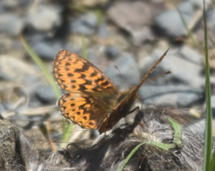 Boloria freija