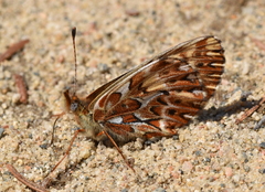 Boloria freija