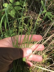 Carex echinata