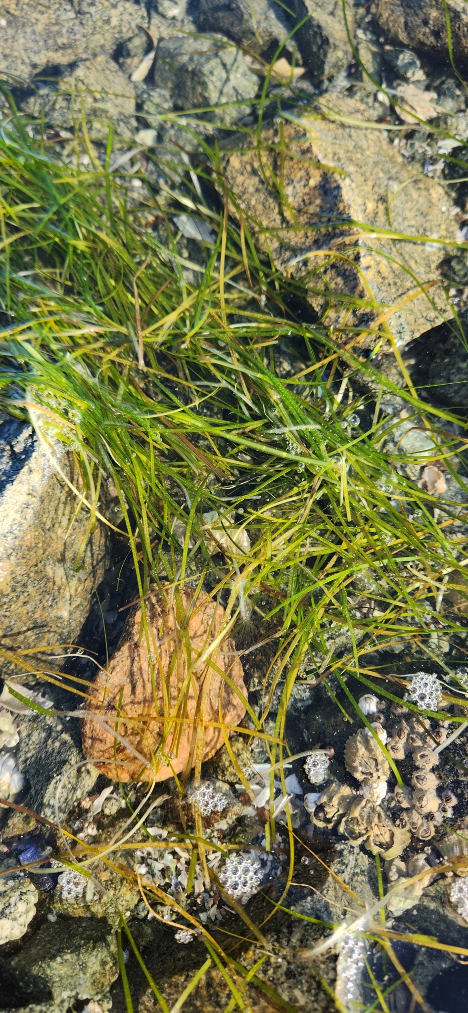 Japanese Eelgrass (Zostera japonica)