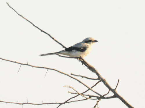 Alcaudón norteño (Lanius excubitor)