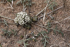 Cymopterus glomeratus