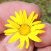 Hooker’s Scratchdaisy - Photo (c) Sam Kieschnick, some rights reserved (CC BY), uploaded by Sam Kieschnick