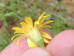 Croptilon hookerianum