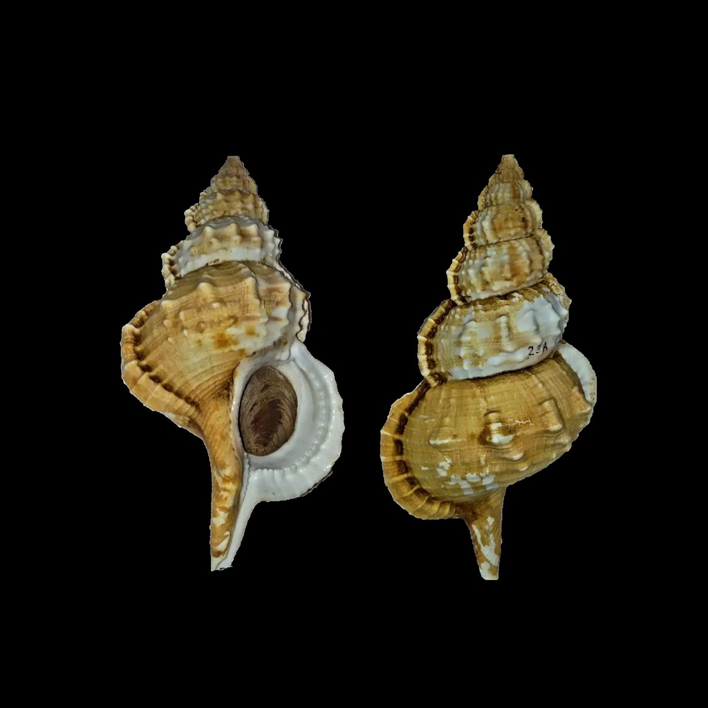 Ranellid Triton Snails