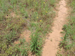 Croptilon hookerianum