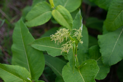 Reynoutria × bohemica