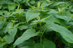 Reynoutria × bohemica