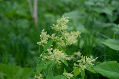 Reynoutria × bohemica