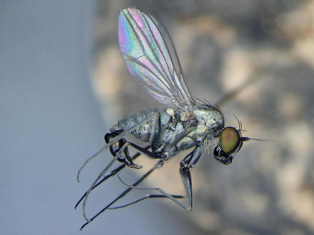 Medetera jacula