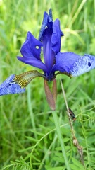 Iris sanguinea