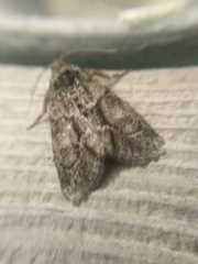 Cryphia fraudatricula