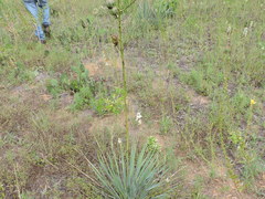 Yucca necopina