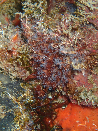 Salmacina dysteri observed 2019-06-16