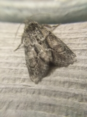 Cryphia fraudatricula