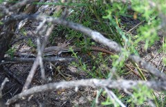Longtail Whiptail photo 2