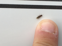 Brachymyrmex obscurior