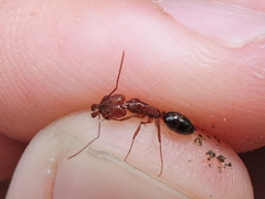 Odontomachus clarus