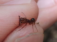 Odontomachus clarus