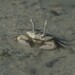 Macrophthalmus serenei