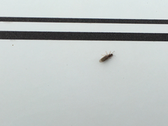 Brachymyrmex obscurior