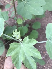 Malva subovata