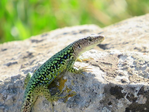 Crimean Rock Lizard, photo 5 of 7