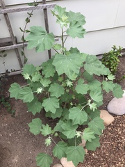 Malva subovata