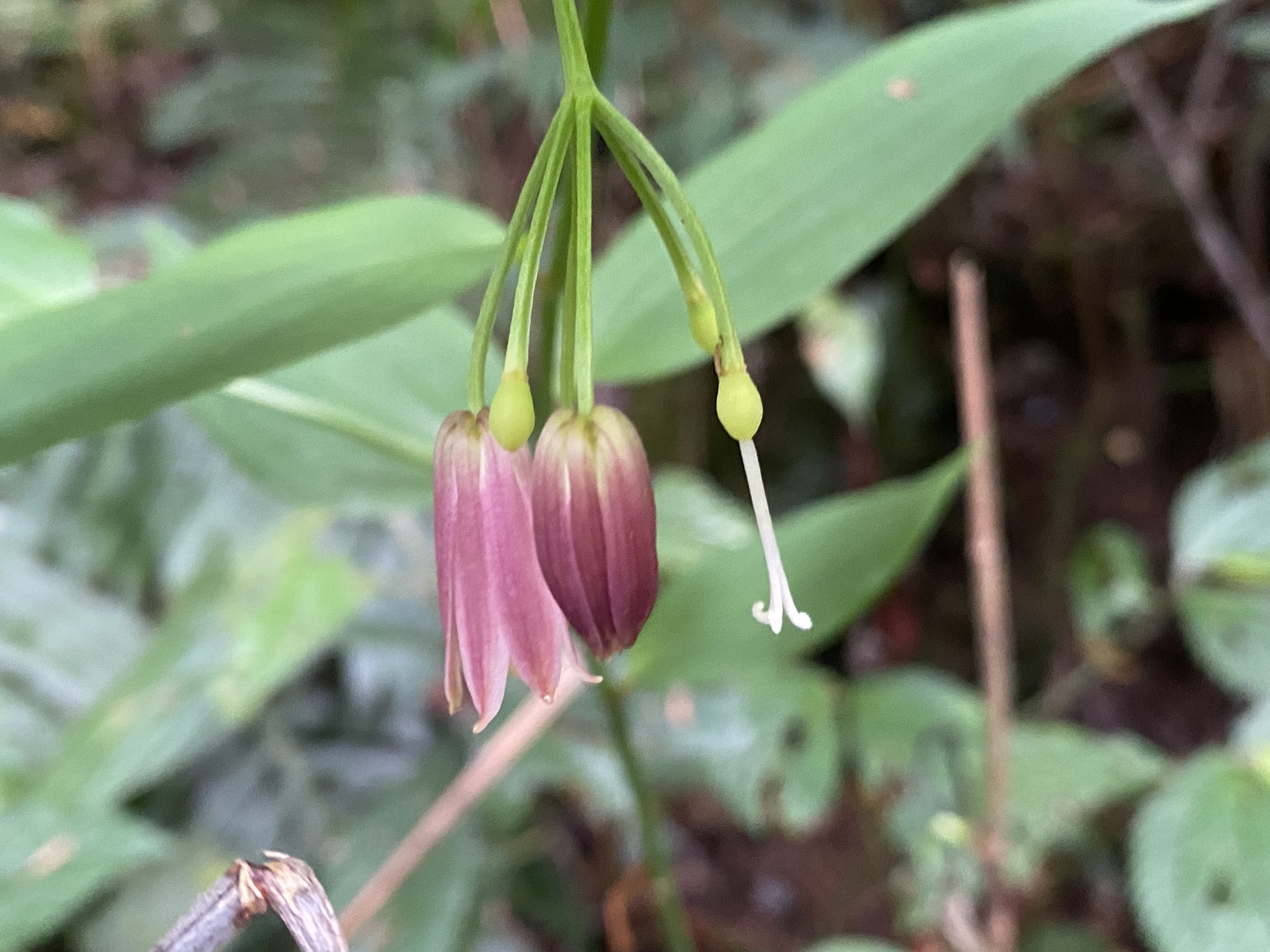 Chinese Fairy Bells (Disporum cantoniense)