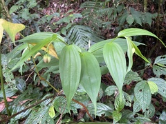 Disporum cantoniense, photograph (c) Katharine Khamhaengwong, some rights reserved (CC BY)