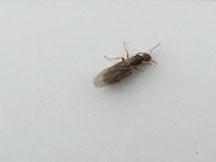 Brachymyrmex obscurior