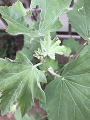 Malva subovata