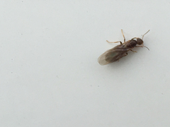 Brachymyrmex obscurior