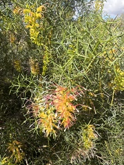 Grevillea dielsiana, photograph (c) Geoff Shuetrim, some rights reserved (CC BY)