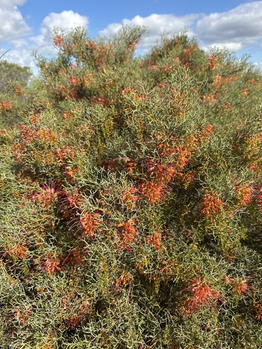 Diel's Grevillea (Grevillea dielsiana)